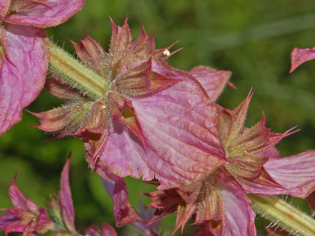 Muskatellersalbei (Salvia sclarea) - aus dieser Pflanze wird heute Sclareol gewonnen, der Ausgangsstoff für Ambroxan